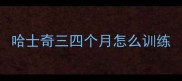 哈士奇三四个月怎么训练