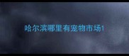 哈尔滨哪里有宠物市场