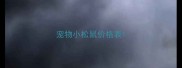 宠物小松鼠价格表