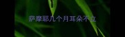 萨摩耶几个月耳朵不立