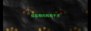 疫苗期间狗狗干洗