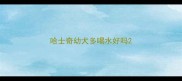 哈士奇幼犬多喝水好吗