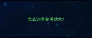 怎么训养金毛幼犬