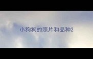 小狗狗的照片和品种