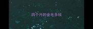 四个月的金毛多钱