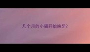 几个月的小猫开始换牙