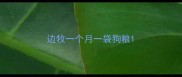边牧一个月一袋狗粮