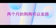 两个月的狗狗可以走路