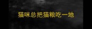 猫咪总把猫粮吃一地