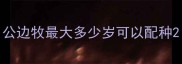 公边牧最大多少岁可以配种