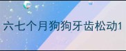 六七个月狗狗牙齿松动