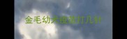 金毛幼犬疫苗打几针