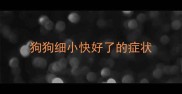 狗狗细小快好了的症状