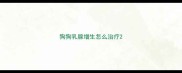 狗狗乳腺增生怎么治疗