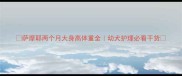 萨摩耶两个月大身高体重全幼犬护理必看干货