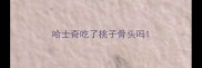 哈士奇吃了桃子骨头吗