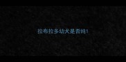拉布拉多幼犬是否纯