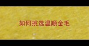 如何挑选温顺金毛