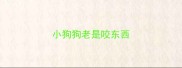小狗狗老是咬东西