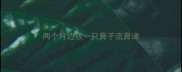 两个月边牧一只鼻子流鼻涕