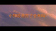 小狗疫苗打了会死吗