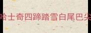 哈士奇四蹄踏雪白尾巴尖