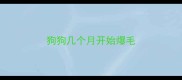 狗狗几个月开始爆毛