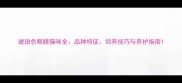 琥珀色眼睛猫咪全品种特征饲养技巧与养护指南