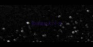雪纳瑞幼犬2个月