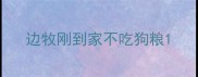 边牧刚到家不吃狗粮