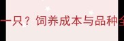 宠物貂价格多少钱一只饲养成本与品种全附购买指南