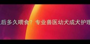 边牧呕吐后多久喂食专业兽医幼犬成犬护理全指南