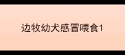 边牧幼犬感冒喂食