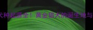 拉布拉多犬种起源全黄金猎犬的诞生地与培育故事