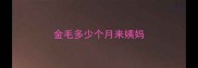 金毛多少个月来姨妈