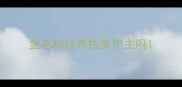 金毛和拉布拉多护主吗