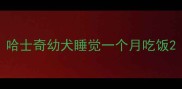 哈士奇幼犬睡觉一个月吃饭