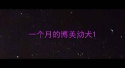 一个月的博美幼犬