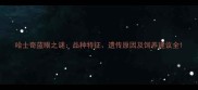 哈士奇蓝眼之谜品种特征遗传原因及饲养建议全