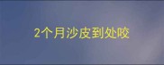 2个月沙皮到处咬