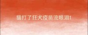 猫打了狂犬疫苗流眼泪