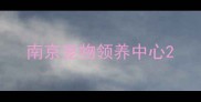 南京宠物领养中心