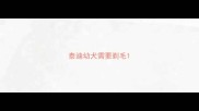泰迪幼犬需要剃毛