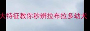 新手必看5大特征教你秒辨拉布拉多幼犬附对比图