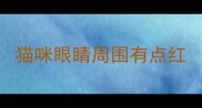 猫咪眼睛周围有点红
