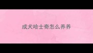 成犬哈士奇怎么养养
