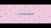 2个月哈士奇幼犬