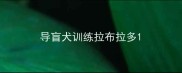 导盲犬训练拉布拉多