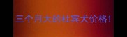 三个月大的杜宾犬价格