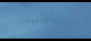 金毛幼犬能吃南瓜